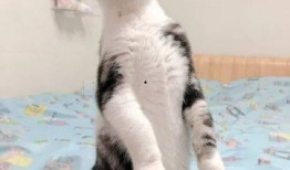 娱乐圈吃瓜猫是谁啊,揭秘神秘“吃瓜猫”的真实身份