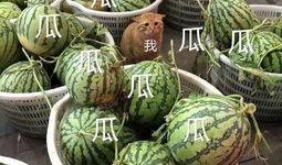 吃瓜的娱乐号叫什么,揭秘“吃瓜群众”背后的娱乐江湖