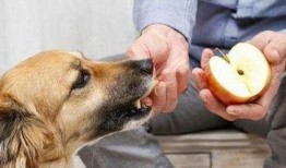 娱乐吃瓜菌狗狗,揭秘娱乐圈那些不为人知的幕后故事