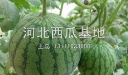 瓜姨爆料吃瓜基地,吃瓜基地背后的惊人真相