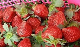 娱乐吃瓜酱草莓,揭秘明星幕后故事