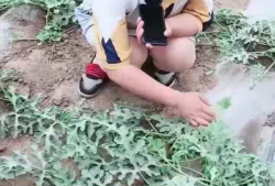 吃瓜娱乐范老师,揭秘娱乐圈幕后故事