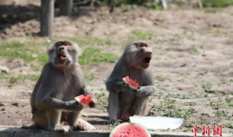 娱乐吃瓜酱动物园,揭秘娱乐圈背后的趣味故事