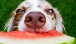 娱乐吃瓜菌狗狗,揭秘娱乐圈那些不为人知的幕后故事