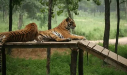 娱乐吃瓜酱动物园,揭秘娱乐圈背后的趣味故事