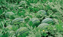 娱乐吃瓜酱一半是植物人