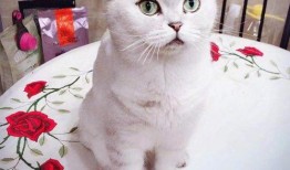 七七和铲屎官娱乐吃瓜君,吃瓜君带你揭秘娱乐圈幕后故事