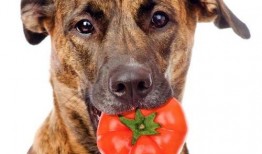 娱乐吃瓜菌狗狗,揭秘娱乐圈那些不为人知的幕后故事